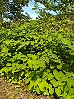 Renouee du Japon, Fallopia japonica (prise a Lyon)(1)